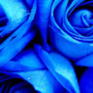 Meet your Posher, Jade